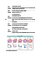 실험 11주차 생식세포분열의 관찰 결과 Report   (3 )